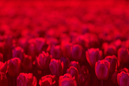 A field of red tulips is dramatically illuminated with deep red lighting after dark.