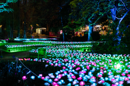 Thousands of glowing lights illuminate a garden bed beside a reflective light feature at night.