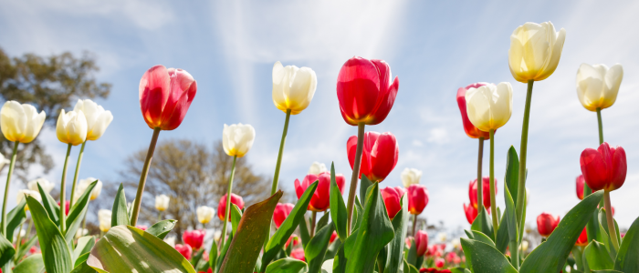 Red, pink, and white tulips sway in a sunlit flower field against a bright sky.
