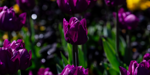 Deep purple tulips bloom in a densely planted garden bed surrounded by lush green foliage.