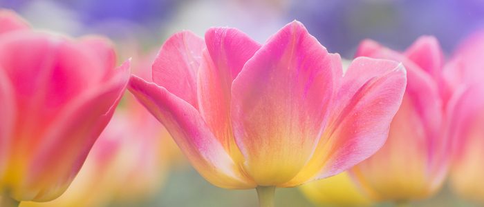 Close up image of pink and yellow tulips in a field
