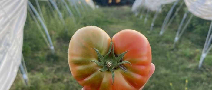 a close up of a tomato with colours of red and green in a field