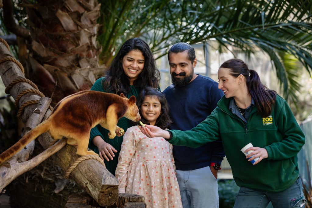 A zoo staff member hand-feeds a tree kangaroo while three visitors watch closely in a tropical animal enclosure surrounded by palm trees and wooden climbing structures.
