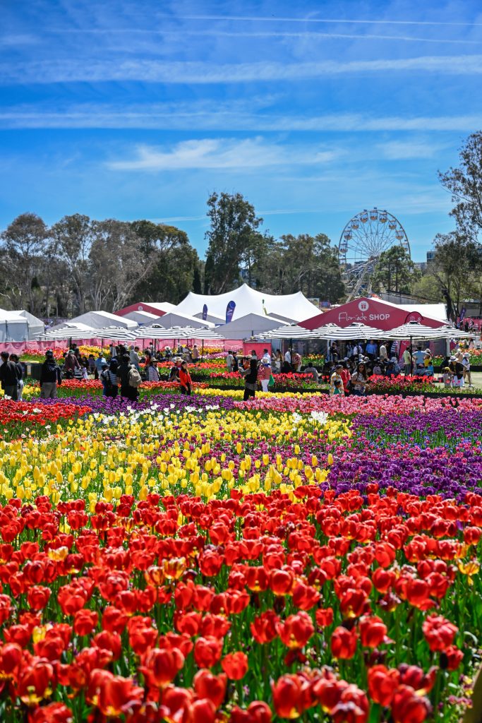 Wide beds of red, yellow, pink and purple tulips bloom at Floriade, with visitors walking through the festival grounds. White marquees, the Floriade Shop and a Ferris wheel are visible in the background beneath a bright blue sky.
